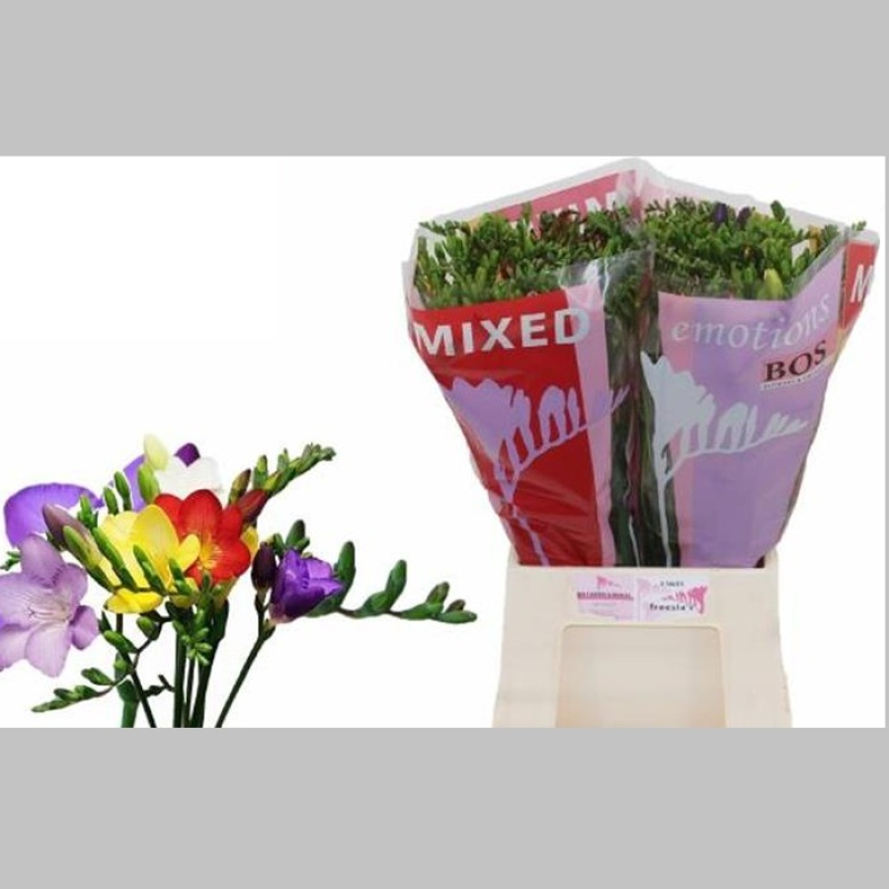 Frezii Mixte, 50 cm, Pachet (50 buc.) 